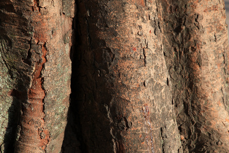 Pipal tree bark of textureの写真素材