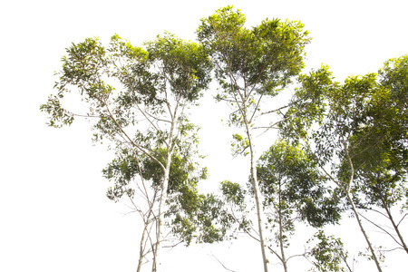 Tree isolated on white backgroundの写真素材