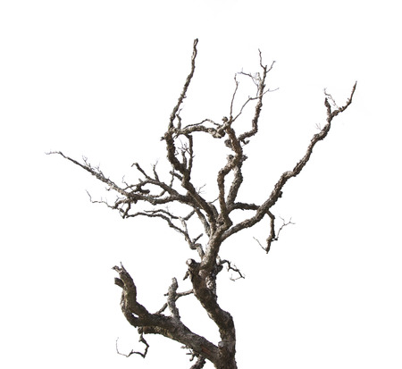 Dead branches isolated on white background
