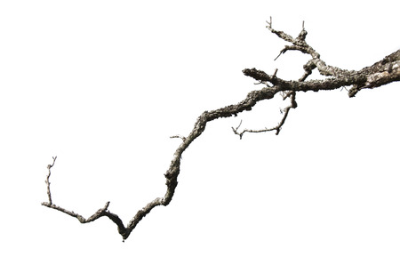 Dead branches isolated on white backgroundの写真素材