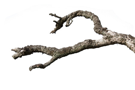 Dead branches isolated on white backgroundの写真素材