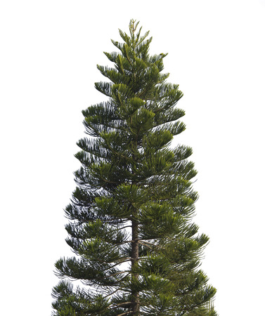 Fir tree isolated on white backgroundの写真素材