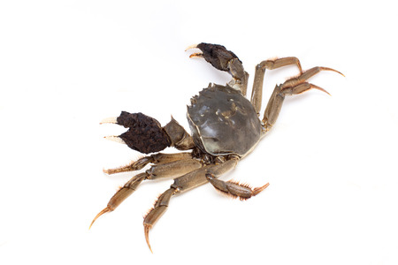 Crab isolated on white backgroundの写真素材