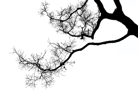 Dead branches isolated on white backgroundの写真素材
