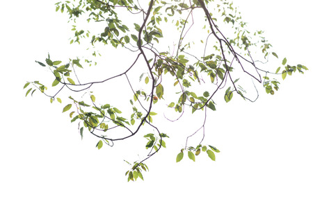 Green leaf isolated on white backgroundの写真素材