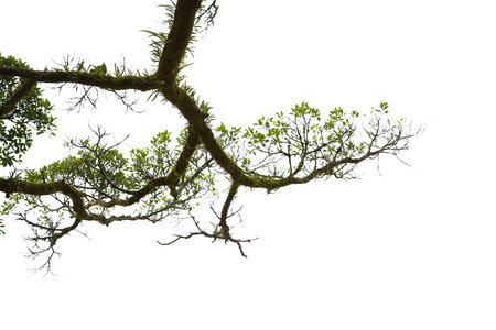 Branch isolated on white backgroundの写真素材