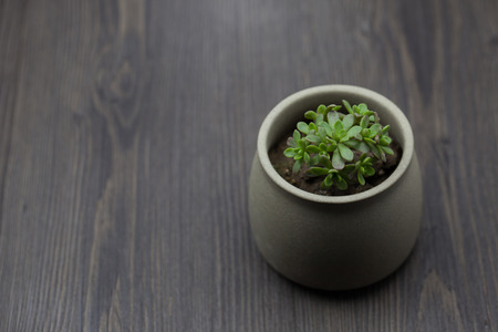 Succulents pottery in wood backgroundの写真素材