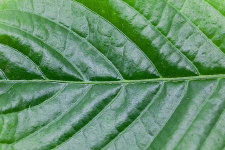Malan crisp leaf veins, closeupの写真素材