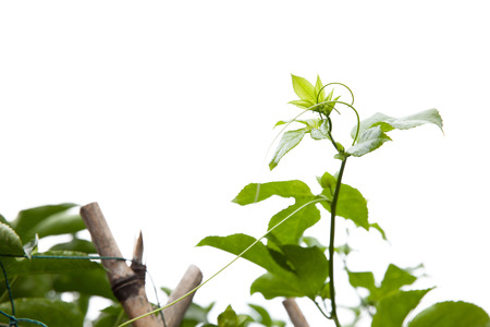Green vine isolated on white backgroundの写真素材