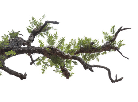 Branch isolated on white backgroundの写真素材