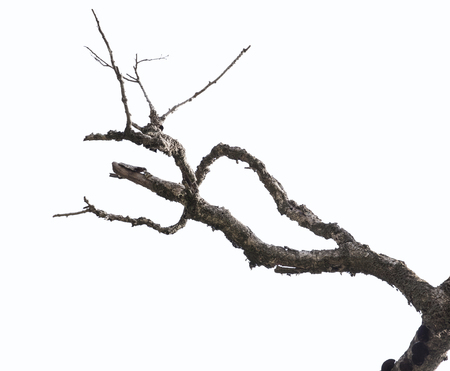 Branch isolated on white backgroundの写真素材