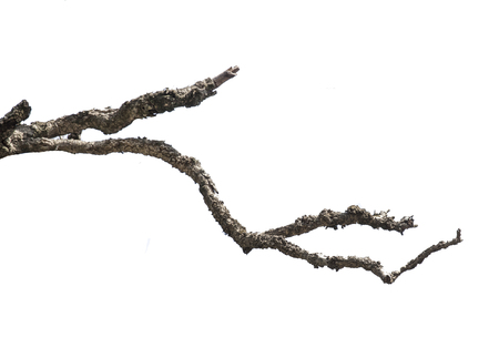 Branch isolated on white backgroundの写真素材