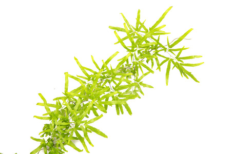 Fern isolated on white backgroundの写真素材