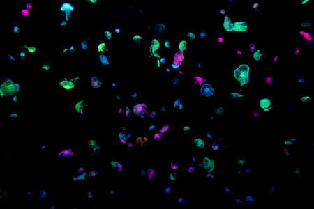Colorful jellyfish against a black backgroundの写真素材
