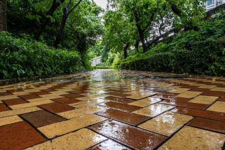 The tiled sidewalk in the park after the rainの写真素材