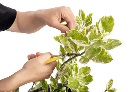 A woman with garden shears trimmed the potted plants.Home gardening Hobby.
