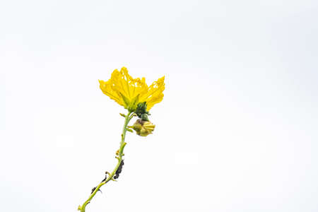 Yellow flower of Angle luffa bloom in the garden. Close up of sponge gourd flower.の写真素材