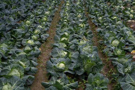 Ripe Cabbage in a rainy fieldの写真素材