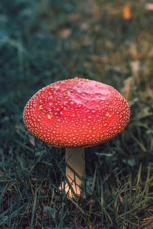 Family of hallucinogenic mushrooms fly agaric with bright red and orange caps with white flakes in autumn forestの写真素材