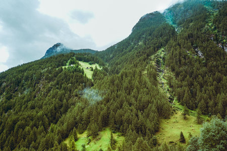 Lush green pine tree forest on mountain side forrest of trees.