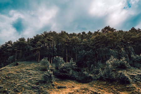 Lush green pine tree forest on mountain side forrest of trees.