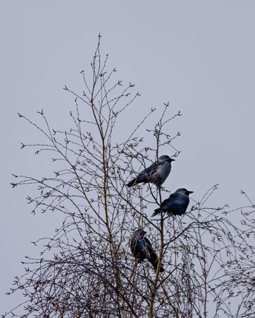 Three crows sitting on tree branches. Birds on cloudy skyの写真素材