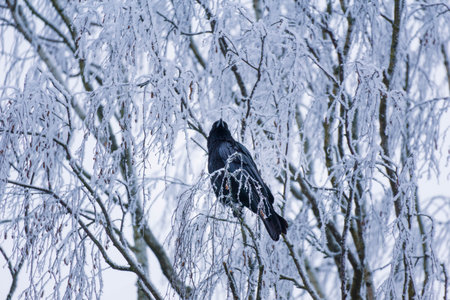 black raven sits on a tree branch in winter.の写真素材