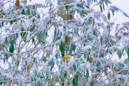 A black and yellow bird perched on a snowcovered tree branch, while nearby insects like moths, butterflies, and pollinators brave the freezing temperatures among the grass and twigsの写真素材