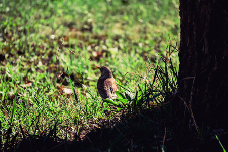 bird sits on green grass near a tree in the parkの写真素材