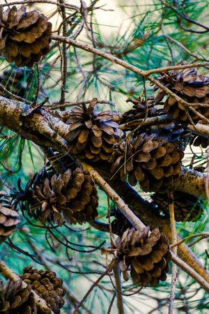 cone on a spruce branch on a summer