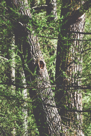 A deciduous tree with a hole in the trunk, surrounded by grass and groundcover. The hole provides a...