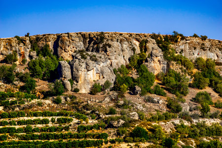 There is a hillside that is covered with a significant number of trees growing on it, creating a beautiful and natural viewの写真素材
