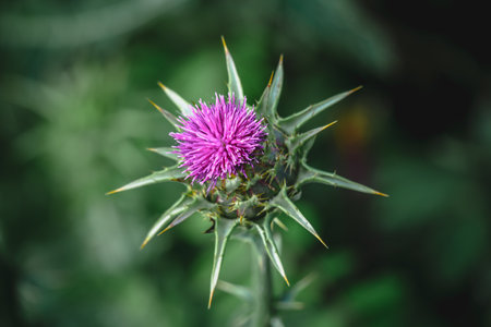 This is a closeup image featuring a stunning purple flower adorned with sharp thorns, all set against a vibrant green backgroundの写真素材