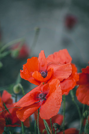A detailed close up view of a vibrant red flower that has a distinct black center attracting attention and showing its natural beautyの写真素材