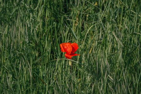 In the very center of a vast field filled with towering grass, there exists a solitary red flower that stands out beautifullyの写真素材