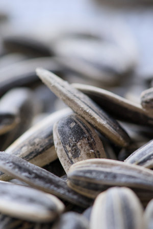 A CloseUp of Sunflower Seeds Beautifully Piled Together for Your Viewing Pleasure