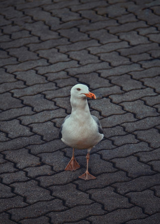 A solitary seagull standing confidently on a charming cobblestone path, radiating tranquilityの写真素材