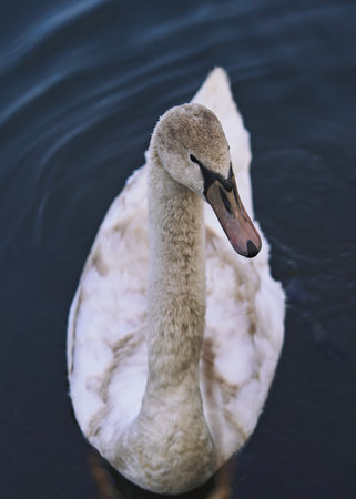 A closeup shot showcasing a swans exquisitely elegant neck and head against a soothing, tranquil water backdropの写真素材