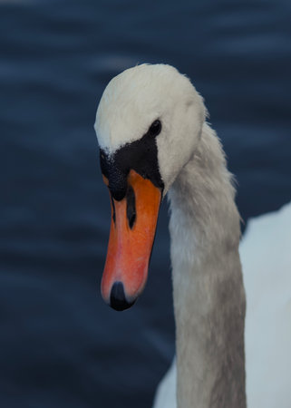 A closeup shot showcasing a swans exquisitely elegant neck and head against a soothing, tranquil water backdropの写真素材