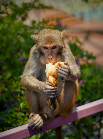 A curious monkey is comfortably sitting on a railing while enjoying a delicious banana, showing its natural behavior in the wildの写真素材