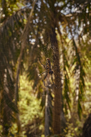 Spider on a spider web in the middle of a tropical forest.