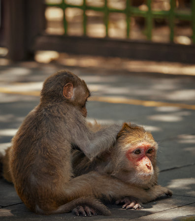 Monkeys in the temple, Ubud, Bali, Indonesia