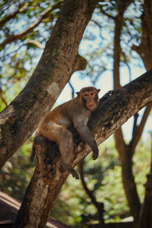 A monkey is comfortably perched on a sturdy tree branch, observing its surroundings with curiosity and alertnessの写真素材