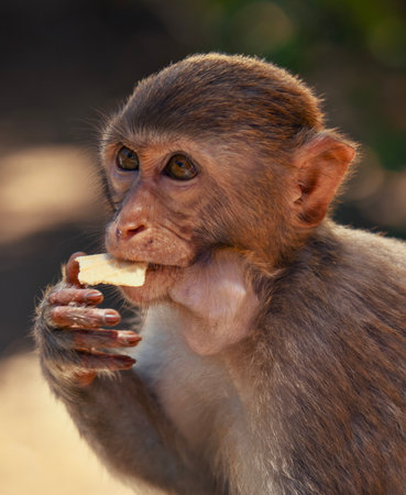 A Young Monkey is Happily Enjoying a Delicious Snack in Its Natural Habitat Outsideの写真素材
