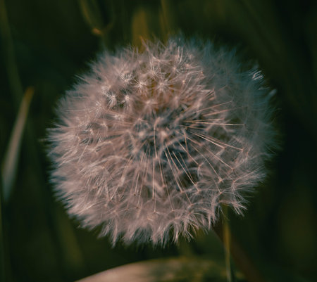 This is a closeup image of a vibrant dandelion set against a dark backdrop that really helps to highlight its delicate detailsの写真素材