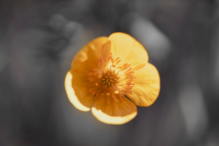 A stunning yellow flower stands out beautifully against a soft, monochrome backdrop, showing nature's elegance.の写真素材