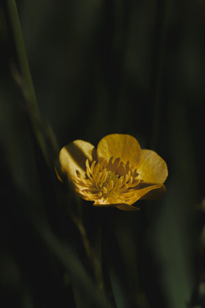 A stunning close-up of a yellow flower surrounded by dark green foliage, showing its intricate...