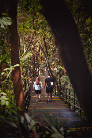 Embarking on a serene walk through a vibrant, picturesque forest, celebrating natures stunning...