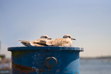 Two seagulls are perched on a weathered blue barrel, resting peacefully by the sandy shore, enjoying the warm sunの写真素材