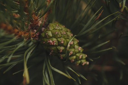A comprehensive and detailed view of a green pine cone snugly nestled among vibrant and lush pine needlesの写真素材